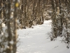 Cerro Alarken nature reserve - paths