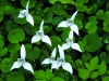 RNCA_orquidea_CDC0036_MINI
