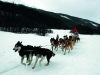Husky sleds