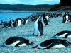 Ushuaia Penguin colony