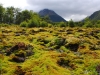 Cerro Alarkén nature reserve - Peat field