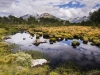 Peat Field 3