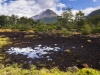 Peat Field